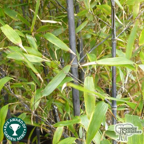 Buy Phyllostachys nigra online from Jacksons Nurseries